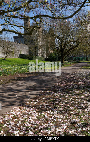 Cardiff Castle und Magnolien von Bute Park, Cardiff, Südwales, UK. Stockfoto