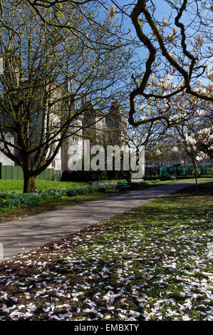 Cardiff Castle und Magnolien von Bute Park, Cardiff, Südwales, UK. Stockfoto