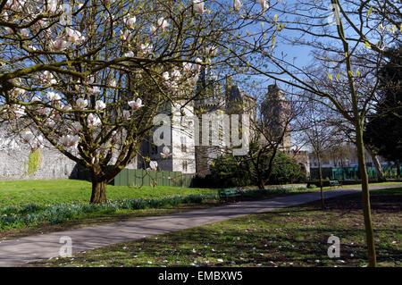 Cardiff Castle und Magnolien von Bute Park, Cardiff, Südwales, UK. Stockfoto