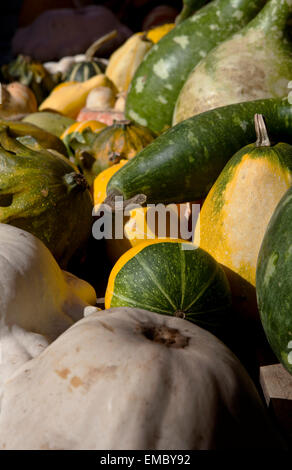 Stände der Straßenmarkt Kürbisse in verschiedenen Kategorien, Caldas da Ranha, Portugal zu verkaufen Stockfoto