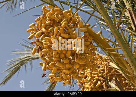 Gelbe Palm Termine hängen vom Himmel, Ägypten Stockfoto