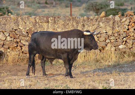 Exemplar der spanischen Freilandhaltung Fighting Bull Rasse aus Freilandhaltung auf ausgedehnten Ländereien. Kampfstiere werden für eine bestimmte c ausgewählt. Stockfoto