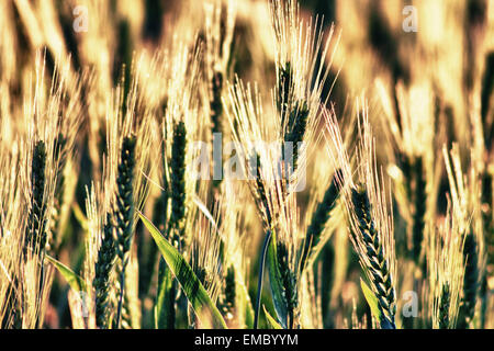 Schöne Weizenfeld. Closeup auf einen ruhigen Hintergrund, Spanien Stockfoto