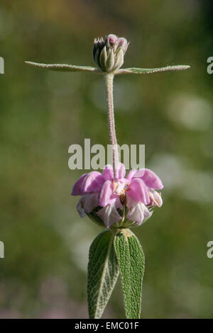 Schöne einsame Blume in wilden Felder zur Blütezeit. Form als Kreuz Stockfoto