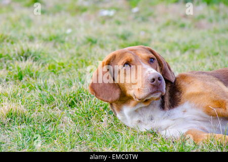 Traurig Alter Hund mit orange rötliche Fell in der Wiese liegend Stockfoto