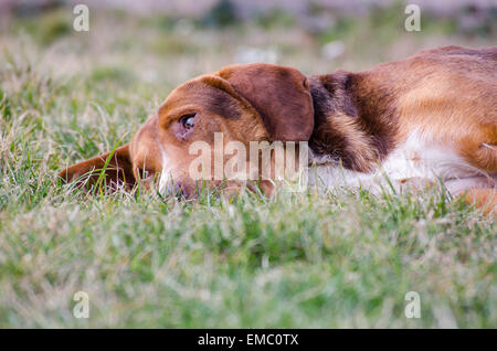 Traurig Alter Hund mit orange rötliche Fell in der Wiese liegend Stockfoto