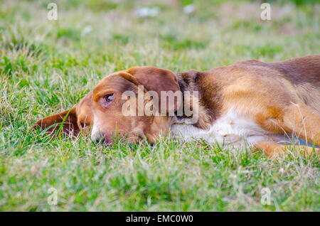 Traurig Alter Hund mit orange rötliche Fell in der Wiese liegend Stockfoto