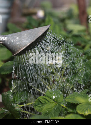 Gießkanne gießen Wasser auf die Erdbeere Büsche Stockfoto