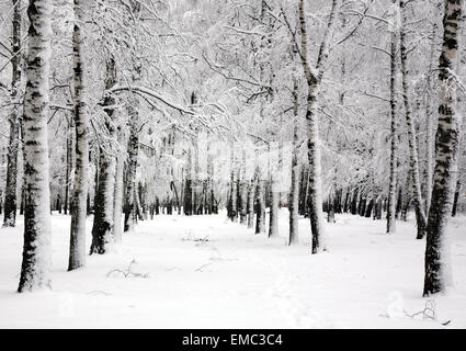 Winter-Birken im Frühjahr Apriltag Stockfoto