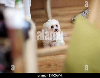 Westland terrier Stockfoto