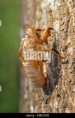 Zikade Exoskelett Stockfoto