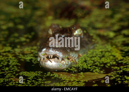 Die Schnauze von ein Spectacled Kaiman (Caiman Crocodylus), das ergibt sich aus dem Sumpf Stockfoto