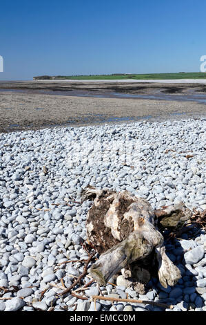 Aberthaw Strand, Glamorgan Heritage Coast, Vale von Glamorgan, South Wales, UK. Stockfoto