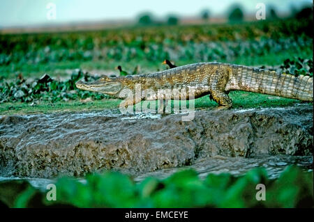 Brillentragende Cayman oder Baba (Caiman Crocodilus Crocodilus). Stockfoto