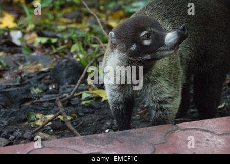 Eine neugierige Nase weiß Nasenbär prüft die Umgebung in der Nähe von Montezuma, Costa Rica Stockfoto