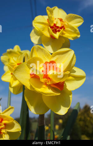 Narzisse Narcissus Crowndale 4YO mit ihren leuchtenden gelben doppelte Blüten mit leuchtend orange Corona Segmenten Stockfoto