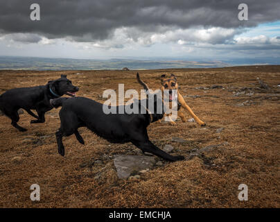 Drei aktive Hunde spielen auf dem Gipfel des Berges Ingleborough im Frühjahr, Yorkshire Dales, UK Stockfoto