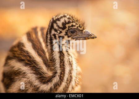 Porträt eines Babys australischen Emu (Dromaius Novaehollandiae) Stockfoto