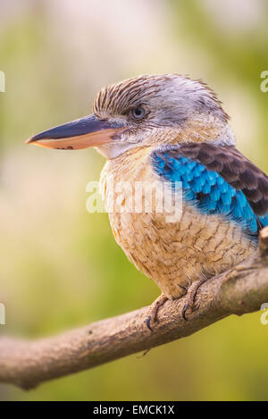 Porträt von männlichen blau-winged Kookaburra (Dacelo Leachii) Stockfoto