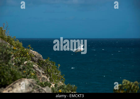 Rot-Billed Tropicbird oder auch Bootsmann Vogel ist mit etwa 10000 Paare die seltenste der drei Tropicbirds. Stockfoto