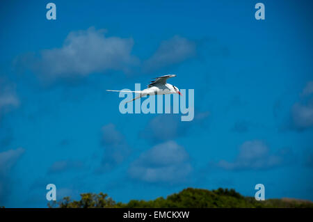 Rot-Billed Tropicbird oder auch Bootsmann Vogel ist mit etwa 10000 Paare die seltenste der drei Tropicbirds. Stockfoto