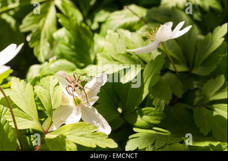 Eine Baumschule Web Spider in den Hintergrund überblenden wartet auf wilde Blume Buschwindröschen im Bereich beschädigt durch Bugs warten auf Beute Stockfoto