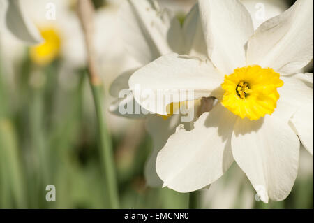 Gärtner schlimmste Angst vor Beschädigung der Blumen durch Schädlinge Insekten Schnecken gegessen Blütenblätter zerstört aber leckeres Essen für Schädlingsbekämpfung Stockfoto