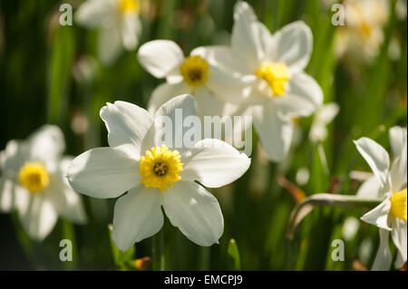 Corona entspringen Sie weiße Narzisse Narcissus Rosenstrauss Blumen Garten mit orange leuchten auf Blütenblätter Stockfoto