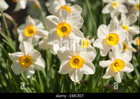 Corona entspringen Sie weiße Narzisse Narcissus Rosenstrauss Blumen Garten mit orange leuchten auf Blütenblätter Stockfoto