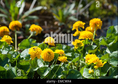 Helles Doppelzimmer Marsh Marigold eine mehrjährige krautige Pflanze der Familie Butterblume Hahnenfuß Stockfoto