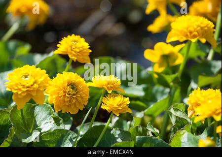 Helles Doppelzimmer Marsh Marigold eine mehrjährige krautige Pflanze der Familie Butterblume Hahnenfuß Stockfoto