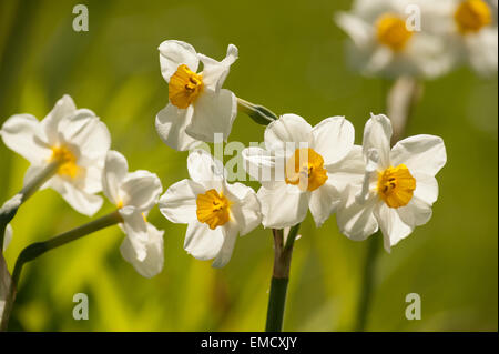 Corona entspringen Sie White Dwarfs Narzissen Narcissus Haufen Blumen Garten mit orange leuchten auf Blütenblätter Stockfoto