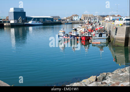 Angelboote/Fischerboote im Hafen von Howth, Dublin, Irland angedockt Stockfoto