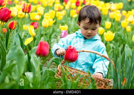 Entzückende Kleinkind Mädchen sammeln Tulpen Stockfoto