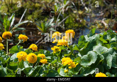 Helles Doppelzimmer Marsh Marigold eine mehrjährige krautige Pflanze der Familie Butterblume Hahnenfuß Stockfoto