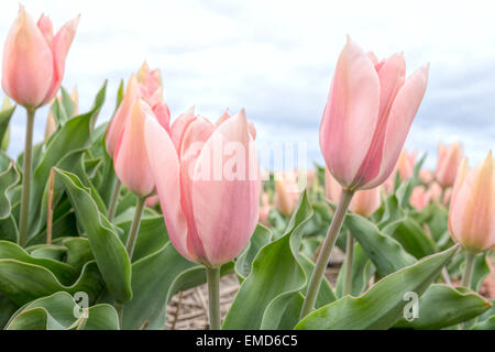 Frühling Zeit in den Niederlanden: in der Regel flache Landschaft und Blick auf blühende weiche rosa Tulpen, Lisse, Süd-Holland. Stockfoto