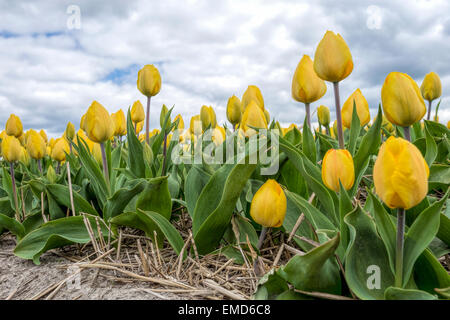 Frühling Zeit in den Niederlanden: in der Regel flache Landschaft und Blick auf blühende gelbe Tulpen, Voorhout, Südholland, Niederlande. Stockfoto