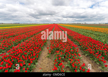 Frühling Zeit in den Niederlanden: in der Regel flache Landschaft und einen Blick auf endlose Reihen von blühenden Tulpen, Lisse, Süd-Holland Stockfoto