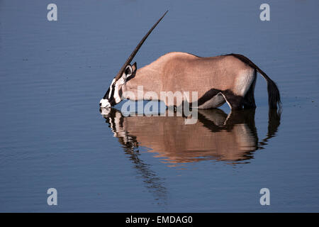 Gemsbock oder Oryx (Oryx Gazella) trinken an der Wasserstelle, Etosha Nationalpark, Namibia Stockfoto