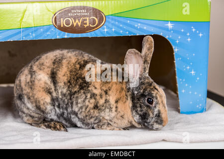 Harlekin Mini Rex Hauskaninchen in einem Karton Stockfoto