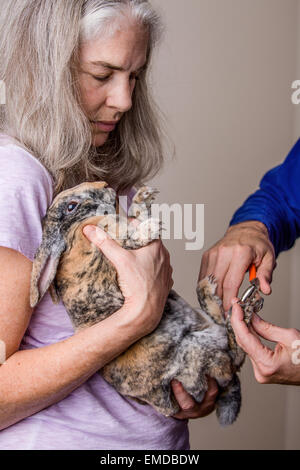 Frau, die ihre Harlekin Mini Rex Hauskaninchen zu halten, während ihr Mann seine Zehennägel schneidet Stockfoto