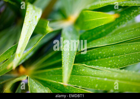 Frische grüne Blätter Stockfoto