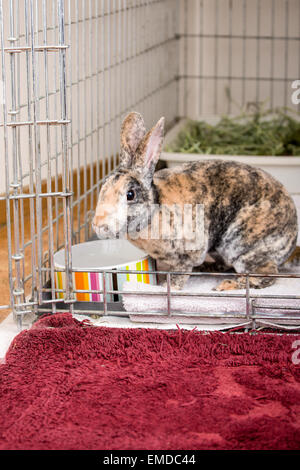 Harlekin Mini Rex Hauskaninchen in seinem Käfig Draht Stockfoto