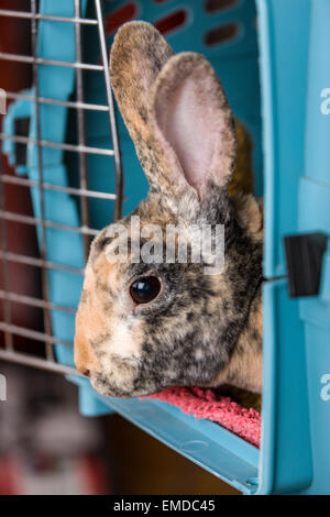 Harlekin Mini Rex Haustier Kaninchen in eine Transportbox in Issaquah, Washington, USA Stockfoto