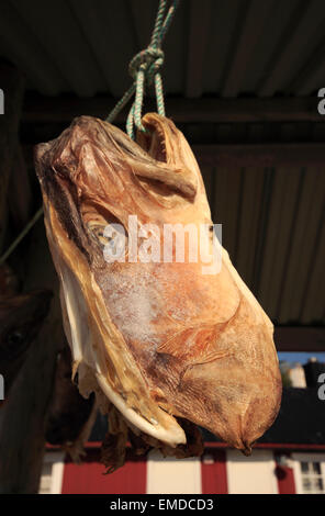 Fischkopf aufgehängt trocknen, Nusfjord, Lofoten Inseln, Nordland, Norwegen, Skandinavien, Europa Stockfoto