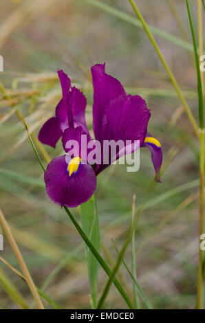 Iris xiphium, in der Landschaft von Andalusien, Spanien. Stockfoto