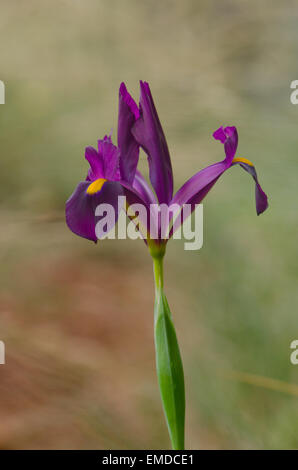 Iris xiphium, in der Landschaft von Andalusien, Spanien. Stockfoto