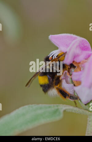 Buff-tailed Hummel, Hummel, Bombus, Trinken Nektar und Pollen, Phlomis Anlage, Andalusien, Spanien. Stockfoto