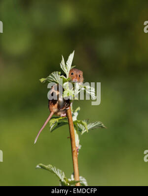 Zwergmaus auf Blume Stockfoto