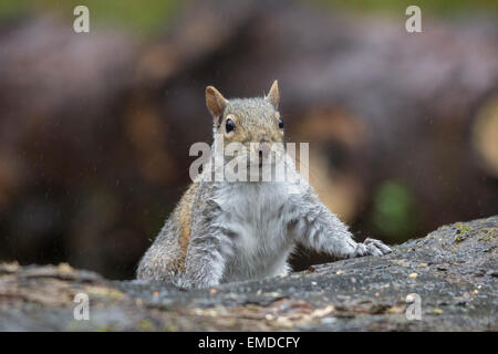 Graue Eichhörnchen auf Baumstamm Stockfoto